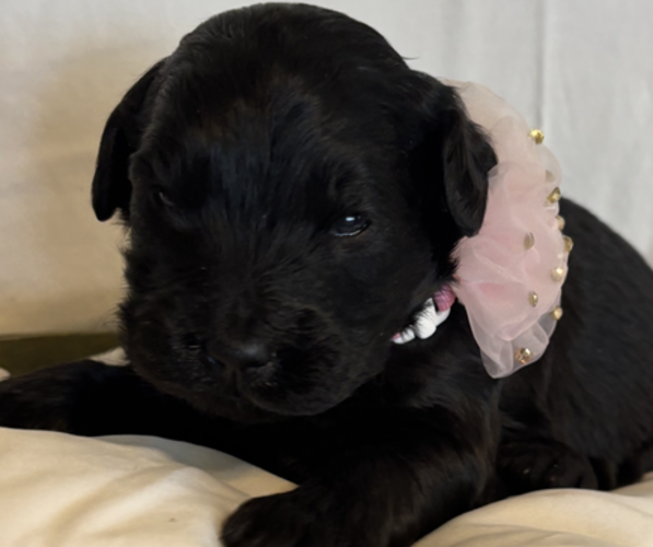 Medium Photo #1 English Cream Golden Retriever-Poodle (Standard) Mix Puppy For Sale in MC CONNELLSBURG, PA, USA