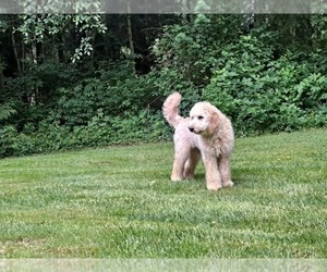 Father of the Goldendoodle puppies born on 03/03/2022