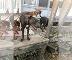 Small #6 American Pit Bull Terrier-Dachshund Mix