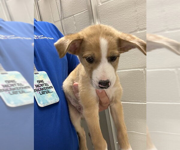 Medium Photo #1 Labrador Retriever-Unknown Mix Puppy For Sale in Houston, TX, USA