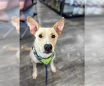 Small #5 Labrador Retriever Mix