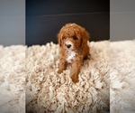 Small #4 Poodle (Miniature)