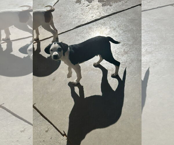 Medium Photo #3 Beagle Puppy For Sale in Apple Valley, CA, USA