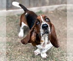 Small #4 Basset Hound