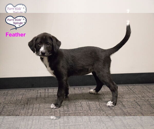 Medium Photo #2 Labrenees Puppy For Sale in Lee's Summit, MO, USA