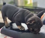 Puppy Puppy 1 French Bulldog