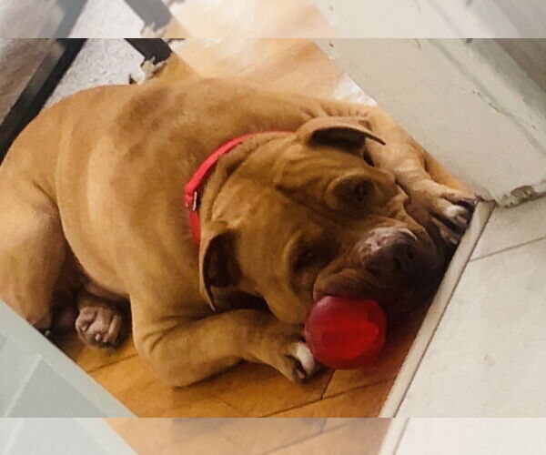 Medium Photo #4 Bullypit Puppy For Sale in Princeton, MN, USA
