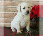 Small Photo #3 Labrador Retriever Puppy For Sale in LEOLA, PA, USA