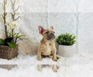 French Bulldog Puppy for sale in BELLEAIR BLUFFS, FL, USA