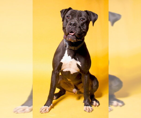 Medium Photo #10 American Staffordshire Terrier-Boxer Mix Puppy For Sale in Lake Forest, CA, USA