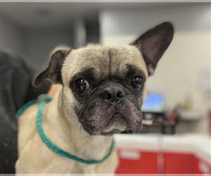 Frenchie Pug Dogs for adoption in Riverside, CA, USA