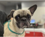 BILLIE - Male Frenchie Pug Dog for Adoption - Small photo