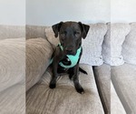 Small #8 American Pit Bull Terrier Mix