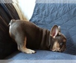 Small Photo #27 French Bulldog Puppy For Sale in MANHATTAN, NY, USA