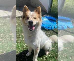 Chow Chow-Huskies  Mix Dogs for adoption in Fremont, CA, USA