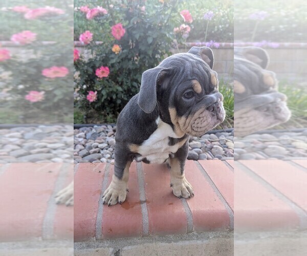 Medium Photo #2 English Bulldog Puppy For Sale in RIVERSIDE, CA, USA