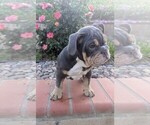 Small #1 English Bulldog