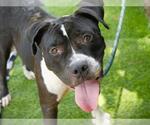 Small #1 American Staffordshire Terrier Mix