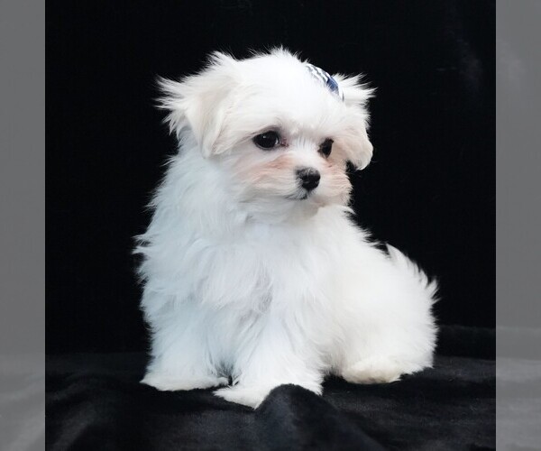 Medium Photo #5 Maltese Puppy For Sale in ROCK VALLEY, IA, USA