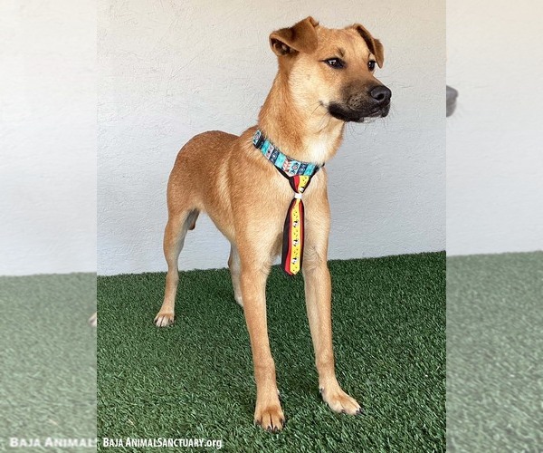 Medium Photo #2 Chinook-Unknown Mix Puppy For Sale in San Diego, CA, USA