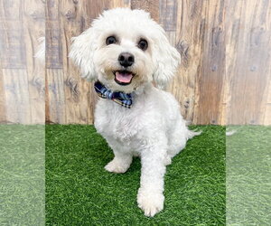 Maltipoo (Miniature) Dogs for adoption in Corona, CA, USA