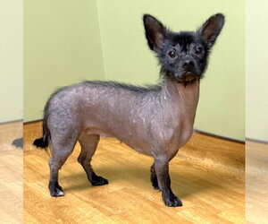 Dachshund-Unknown Mix Dogs for adoption in Mount Airy, NC, USA
