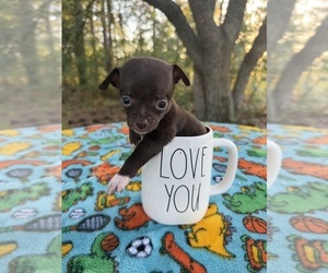 Chihuahua Puppy for sale in HUBERT, NC, USA