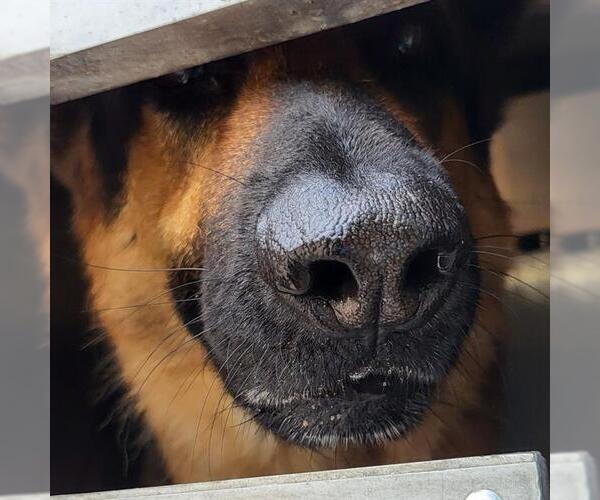 Medium Photo #1 German Shepherd Dog-Unknown Mix Puppy For Sale in San Antonio, TX, USA