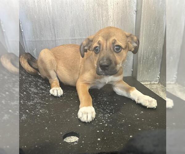 Medium Photo #1 Mutt Puppy For Sale in San Antonio, TX, USA