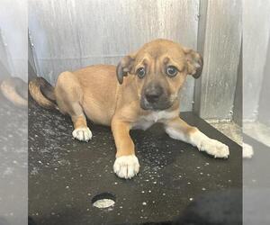 Mutt Dogs for adoption in San Antonio, TX, USA