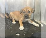 Small Mutt
