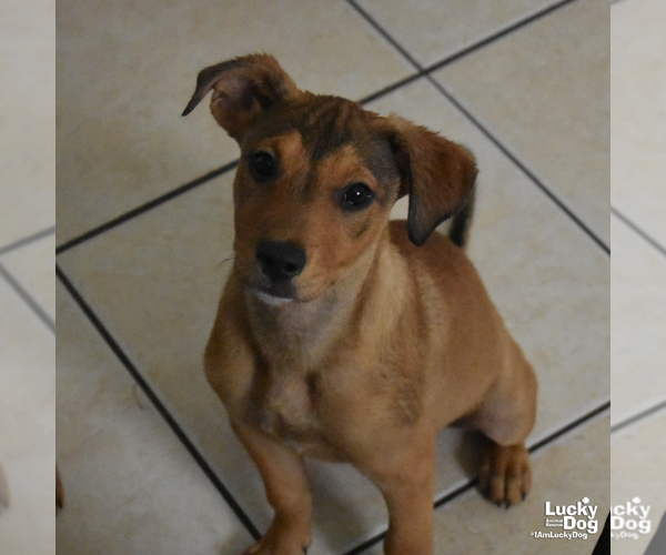 Medium Photo #5 Labrador Retriever-Unknown Mix Puppy For Sale in Washington, DC, USA