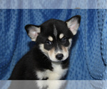 Small Photo #8 Pomsky Puppy For Sale in DENTON, TX, USA