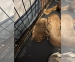 Small #3 Cavalier King Charles Spaniel