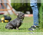 Small #7 French Bulldog