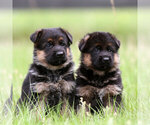 Image preview for Ad Listing. Nickname: GSD puppy