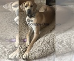Small Photo #1 Great Dane Puppy For Sale in GALLOWAY, OH, USA