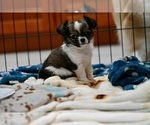 Small #2 Chihuahua