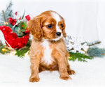 Small #11 Cavalier King Charles Spaniel