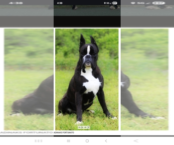 Medium Photo #1 Boxer Puppy For Sale in MT ZION, IL, USA