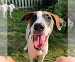 Small #11 Rat Terrier Mix