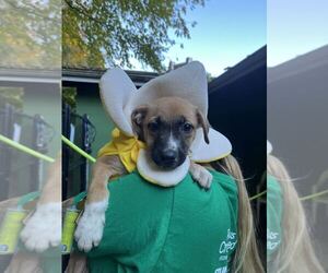 Mutt Dogs for adoption in Elmsford, NY, USA