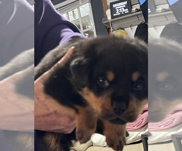 Medium Photo #2 Rottweiler Puppy For Sale in DRAPER, VA, USA
