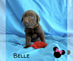 Puppy Belle Labrador Retriever