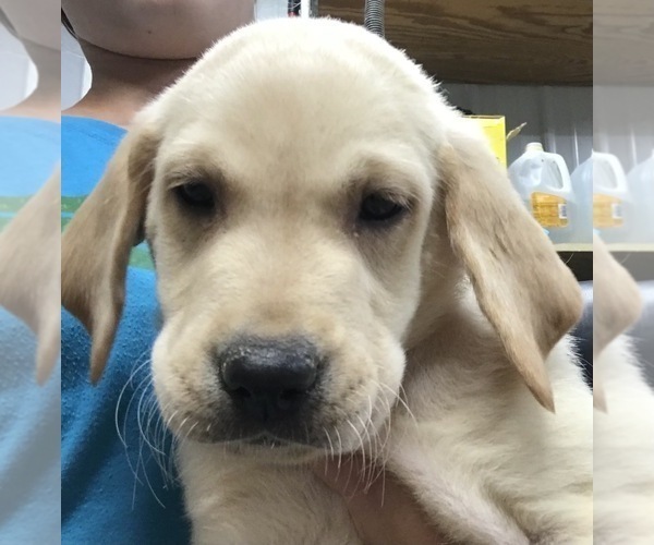 Medium Photo #1 Labrador Retriever Puppy For Sale in PINE ISLAND, MN, USA
