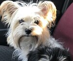Small Photo #1 YorkiePoo-Yorkshire Terrier Mix Puppy For Sale in CYPRESS MILL, TX, USA