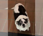 Small #1 Chihuahua