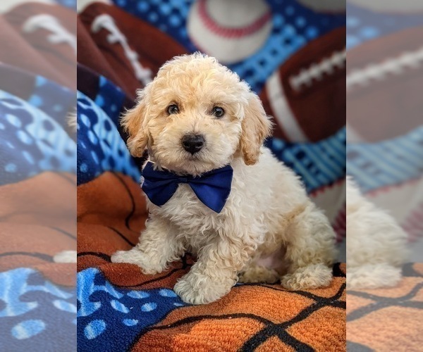 Medium Photo #5 Bichpoo-Poodle (Miniature) Mix Puppy For Sale in LINCOLN UNIV, PA, USA