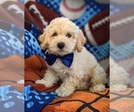 Small Photo #5 Bichpoo-Poodle (Miniature) Mix Puppy For Sale in LINCOLN UNIV, PA, USA