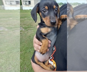 Dachshund Puppy for sale in WILMINGTON, NC, USA